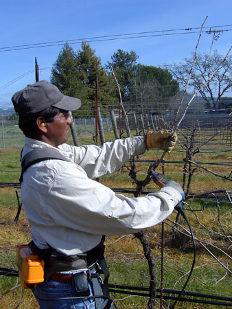 Pruning with electric pruners - St Rose Winery