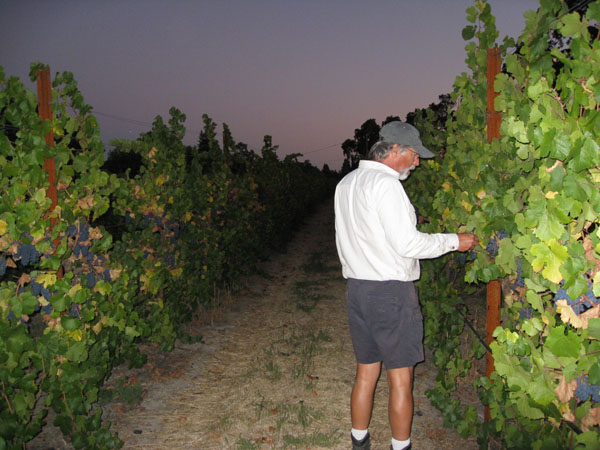 Fred checking fruit first night of harvest - St. Rose Winery