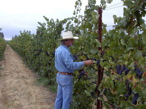 Fred Nunes checking fruit for St. Rose Winery