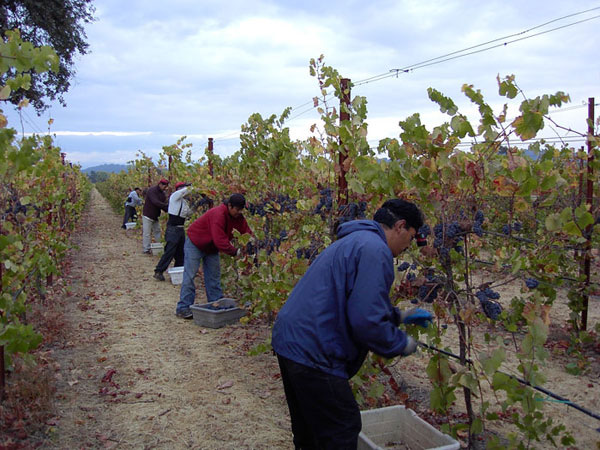 Beginning night harvest at Nunes Vineyard