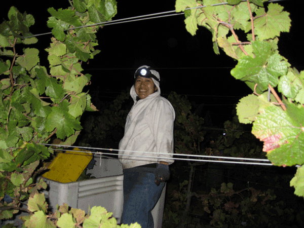 Teddy and Tracy making wine the hard way - St Rose Winery