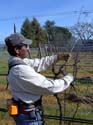 Pruning with Pelenc Pruners