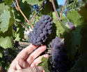 Pinot Noir from Regal Block at St. Rose Winery