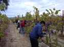 Beginning the night pick Nunes Vineyard